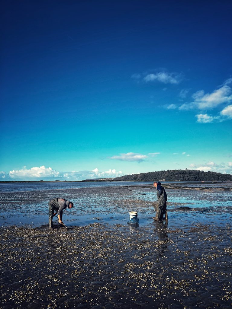 The spectacular cockles are the Welsh