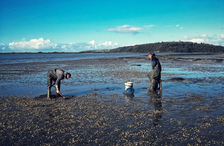 Les escopinyes espectaculars són les Gal·leses