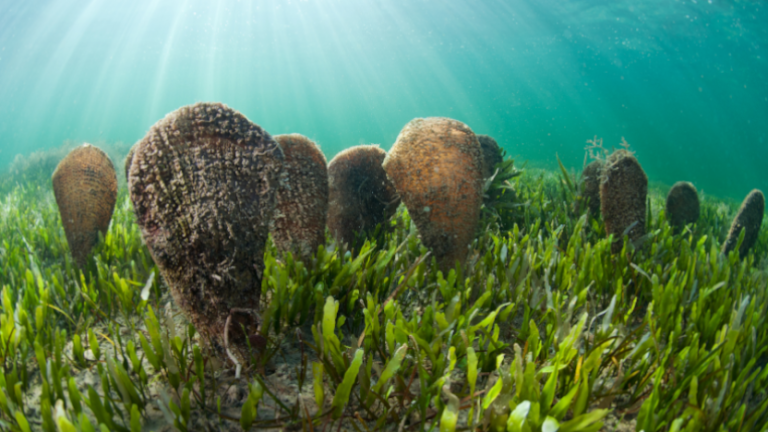 Salvant les Nacres del Mar d’Amunt